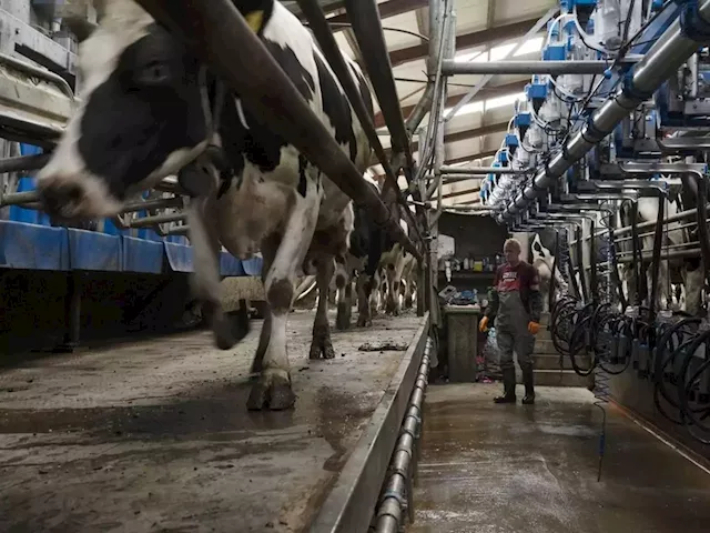 Why won’t companies use this quick fix to reduce cow methane emissions?