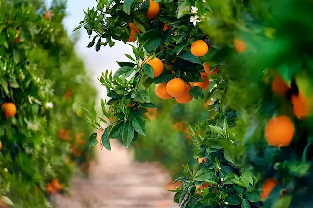 'Unfair' rule could leave 80 000 tons of SA export oranges to EU stranded - citrus lobby | Business