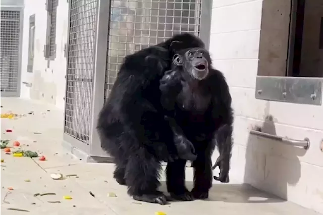 WATCH | Former caged chimpanzee Vanilla sees the sky for the first time | Business