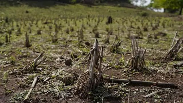 Climate event El Niño could hit the economy from food prices to clothing sales this year | CNN Business