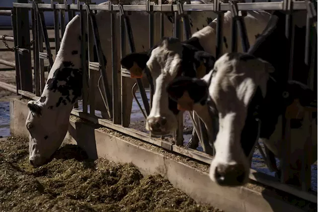 California man gets prison for nearly $9M phony cow manure-to-green energy investment scheme