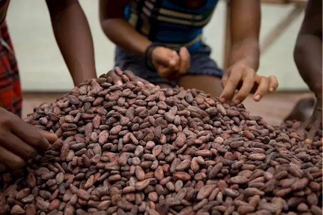 How chocolate could counter climate change | Business