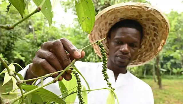 Côte d’Ivoire: Organic pepper production sets sights on European market - The Africa Report.com