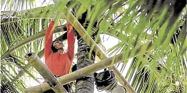 PH coco industry ain’t a tough nut to crack