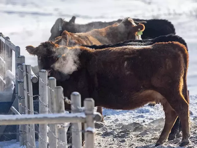 Beef industry gets $12M federal investment to support sustainability