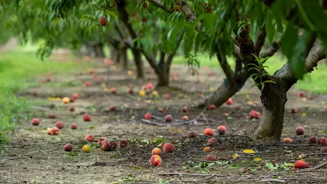 Georgia, the peach state, is out of peaches. Here's why, and how locals are coping | CNN Business