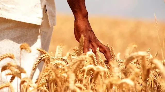 Russia kills key grain deal: What it could mean for SA shoppers | Business