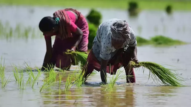 India triggers inflation fears after imposing major rice export ban | CNN Business