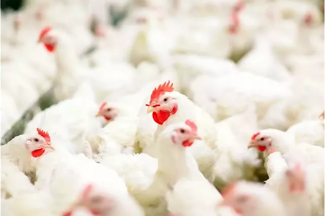 Local poultry industry feels abandoned by government