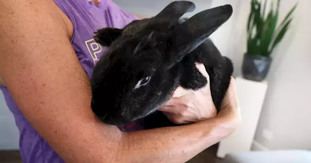 Deadly rabbit virus kills two at Chicago bunny cuddling business