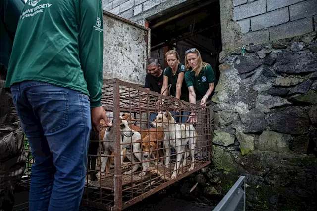 ‘Extreme’ Indonesian market ends dog, cat meat trade