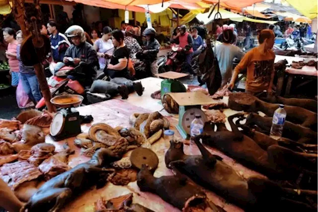 ‘Extreme’ Indonesian market ends dog, cat meat trade | The Malaysian Insight