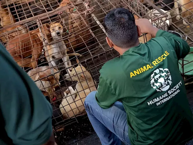 Notorious Indonesian market has ended brutal dog and cat meat trade