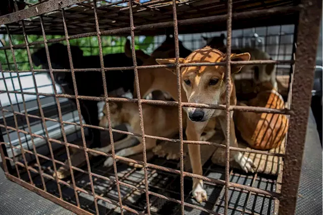 Finally ... A notorious Indonesian animal market has ended its brutal dog and cat meat trade, campaigners say