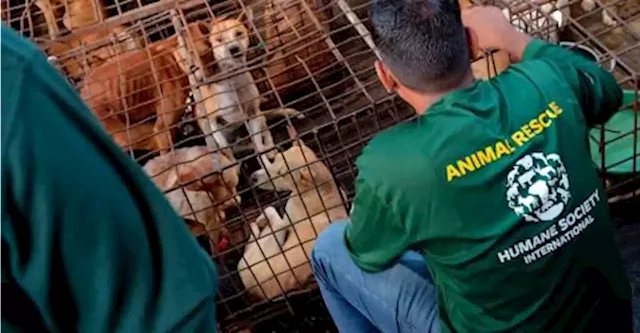 ‘Extreme’ Indonesian market ends dog, cat meat trade