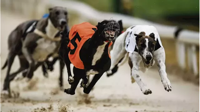 Life in the old dog: Greyhound industry fighting back as interest wanes