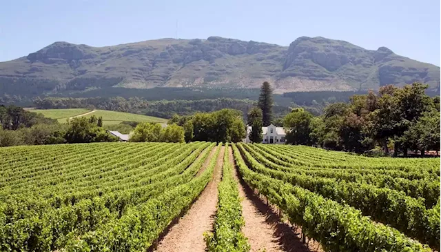 SA's R55bn wine industry brought to its knees by load shedding | Business