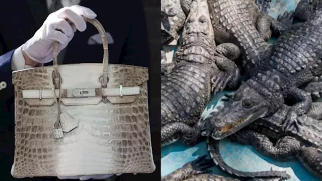 Luxury handbag industry under scrutiny as review into crocodile farming announced