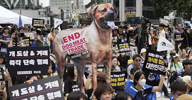 South Korean dog meat farmers push back against growing moves to outlaw their industry