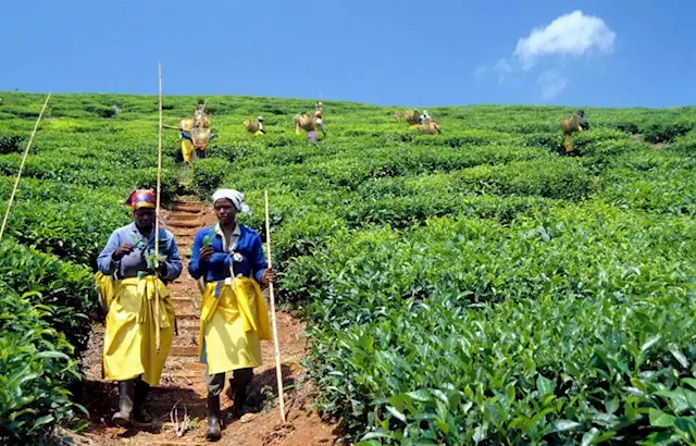 Southern African business leaders unite to confront climate change