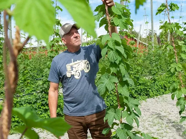 Could B.C. hops growers mirror wine industry success? With use of genomics, they hope so