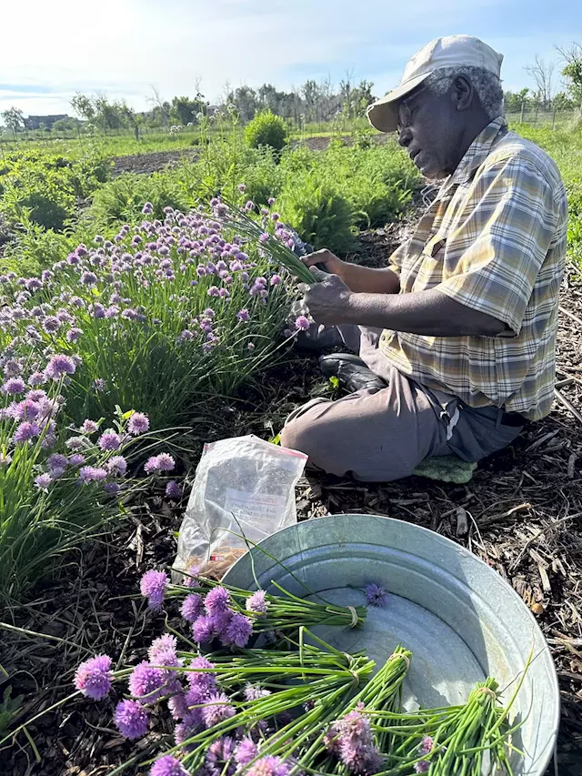 Farmers' Market Finds: DeLaney Community Farm Helps Refugees Put Down Roots