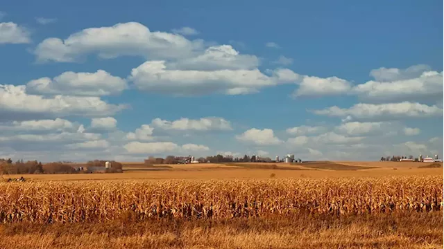 Maize investment in Eastern Cape expected to produce 3 000 tons - SABC News