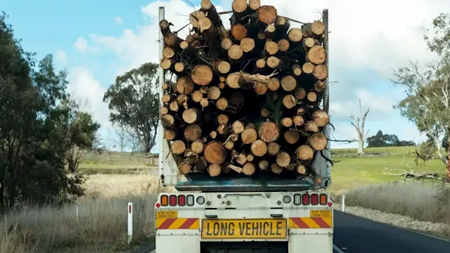 Daniel Andrews’ government ‘crippling’ Victoria’s timber industry