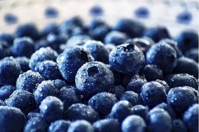 Abbotsford company seeks almost $2.5M after loss of 2M pounds of blueberries - Terrace Standard