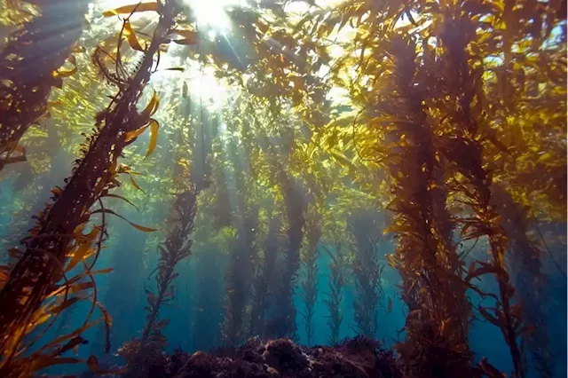 The UK botanist who helped revive Japan's seaweed industry | Business