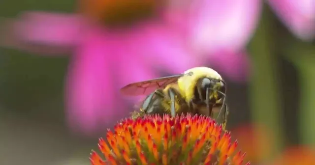 Rogers Park is buzzing with new gardens, thanks to equipment company