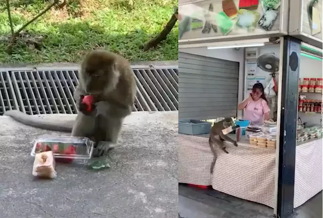 Monkey business: 'Mini King Kong spotted' taking food from Punggol food stall - Singapore News