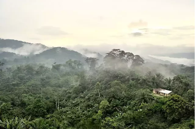 WATCH | Rainforest countries form pact to demand conservation cash from rich nations | Business