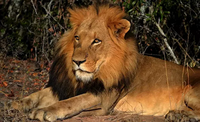 South Africa: Captive Lion Industry Breeds Crime Syndicates, Says New Investigative Report