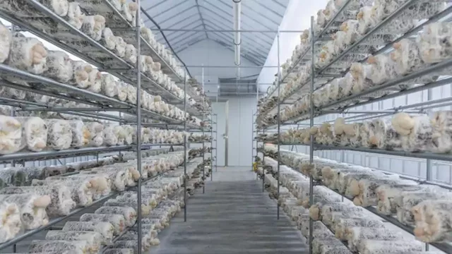 Mushrooms are being farmed in Abu Dhabi's desert | CNN Business