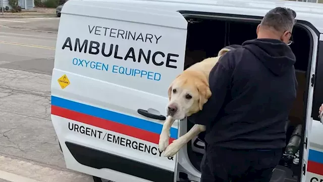 SoCal vet tech starts his own ambulance business to help pets in emergencies