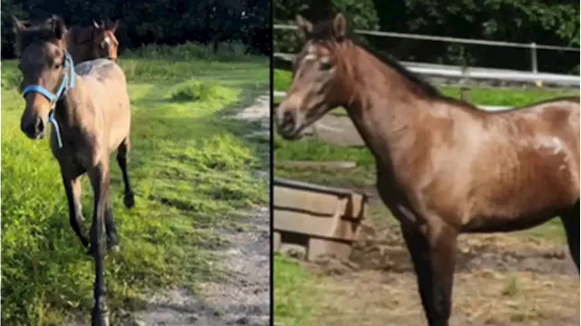 Pet horses stolen, possibly butchered and sold for consumption on black market