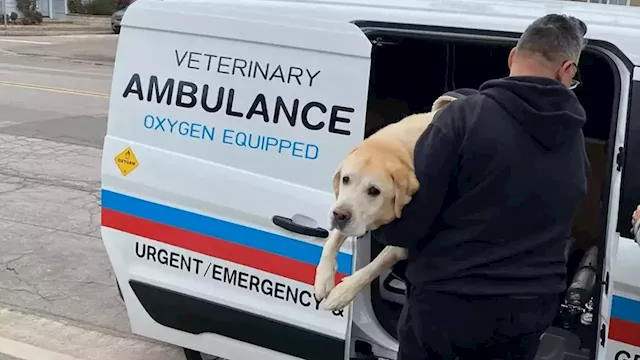 Southern California vet tech starts his own ambulance business to help pets in emergencies