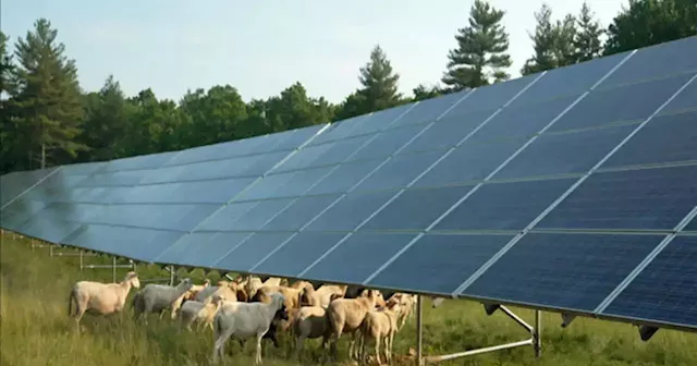 Eye on America: The new 'solar grazing' industry and the fight to keep AM radio