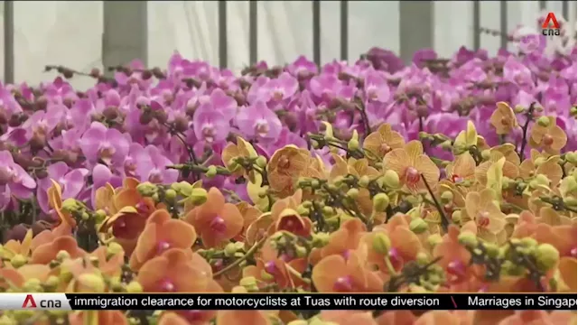 Singapore orchid growers tap technology to keep industry blooming