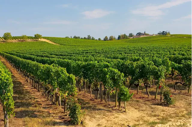 The Record Heatwaves Effects On Europe’s Wine Industry Are Coming Into Focus