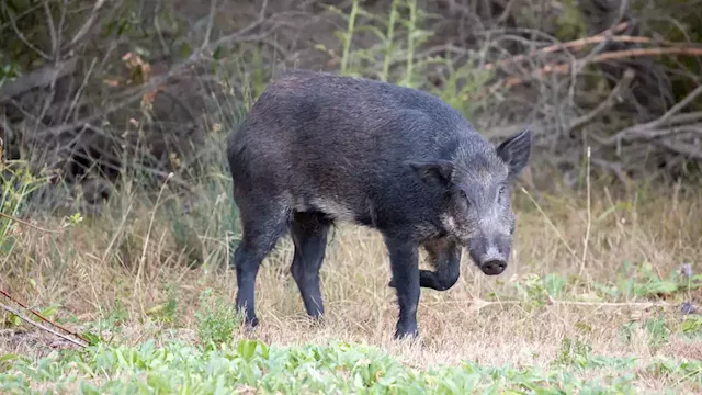 New investment money in Cumberland Island to reduce swine population, protecting nautral habitat