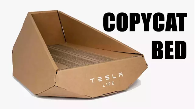 Copycat? Tesla Accused Of Stealing Cybertruck Cat Bed Design From Taiwanese Company