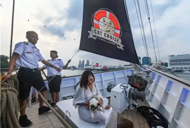 All paws on deck: Singapore company launches luxury cat cruises