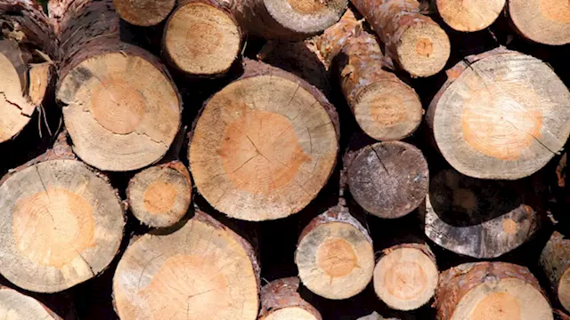 Lumber company convicted of four Forestry Act violations