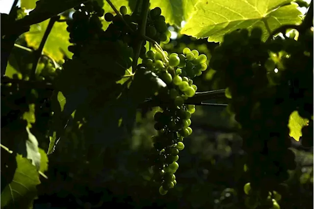 As world warms, Sweden sees opportunity to grow its young wine industry