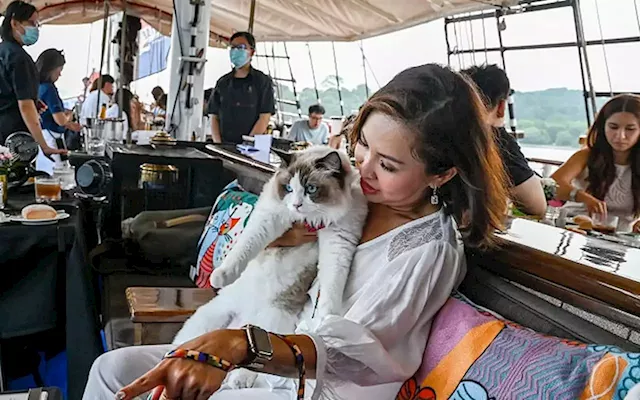 All paws on deck: Singapore company launches luxury cat cruises