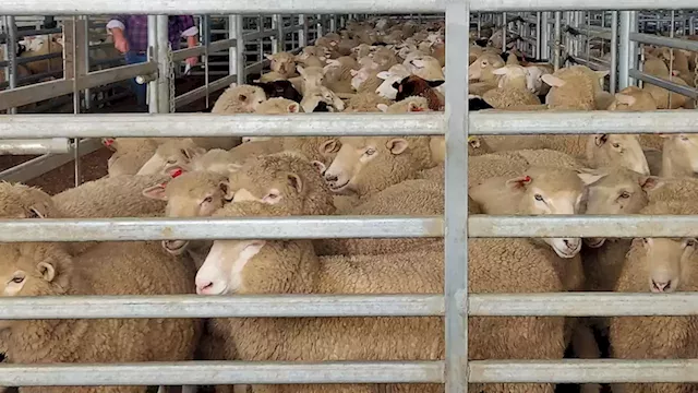 'Someone is making a dollar': Farmers shoot sheep rather than take them to market at a loss