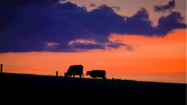 $70M aid package for Sask. livestock producers a 'good start,' industry leader says