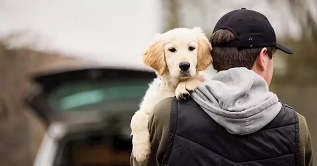 Dog snatch warning in week when dogs are force bred for Christmas puppy market